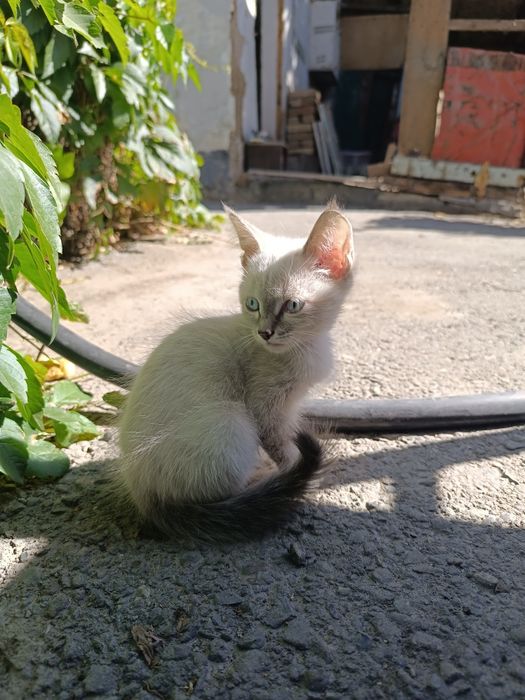 Отдам кота в хорошие руки