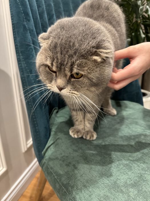 Vyazka uchun o’gil bola mushuk