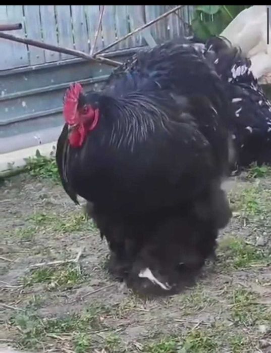 Cocoș cochinchina uriaș