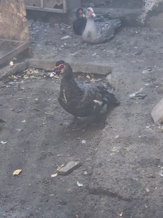 Мускусные утки самцы