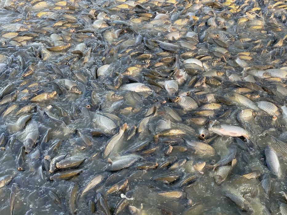 Оптом продажа рыбы живые Карп Сазан Толстолоб