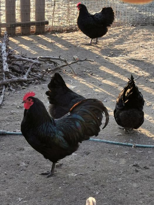 Vând ouă australorp negru