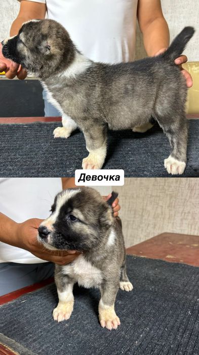 Продаются чистокровные щенки САО
