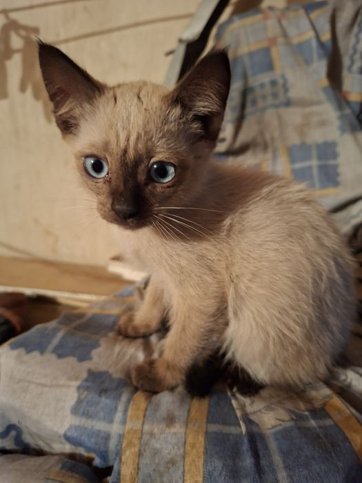 Отдаём бесплатно котика