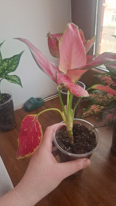 Продам комнатные цветы