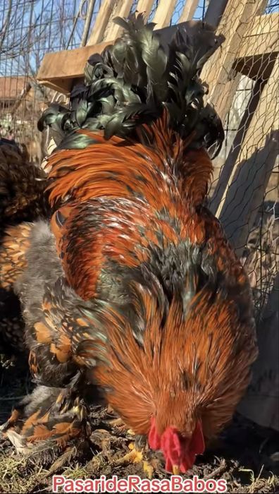 Brahma gold laced oua