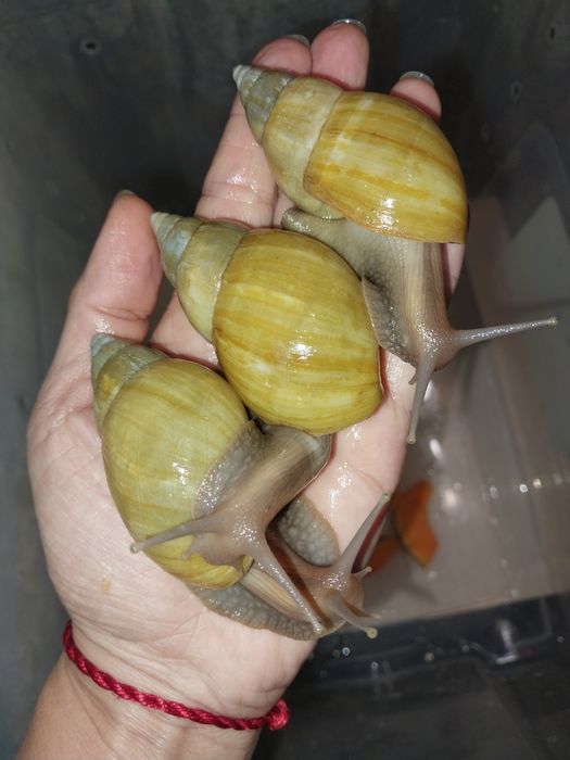 Улитки ахатины для косметологии