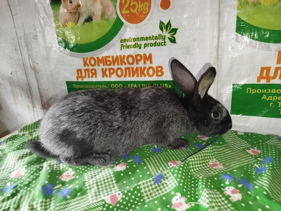 Полтавский серебро