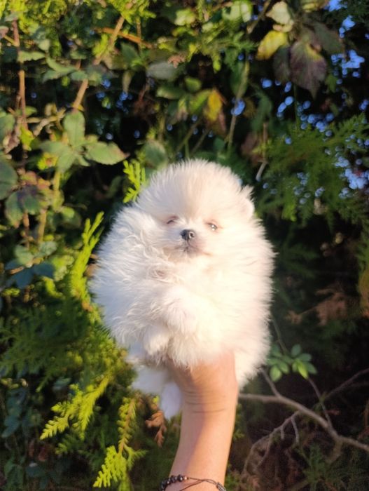 Pomeranian mini toy mascul
