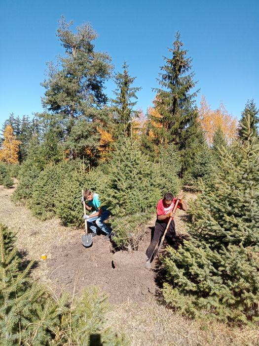 Ёлки любых размеров.