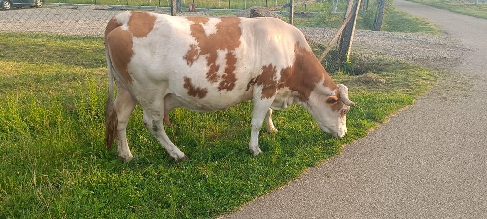 Bălțată Românească Gestantă