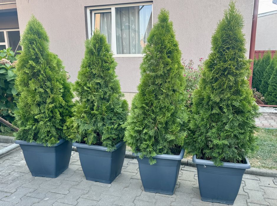 Tuia / Thuja Smaragd