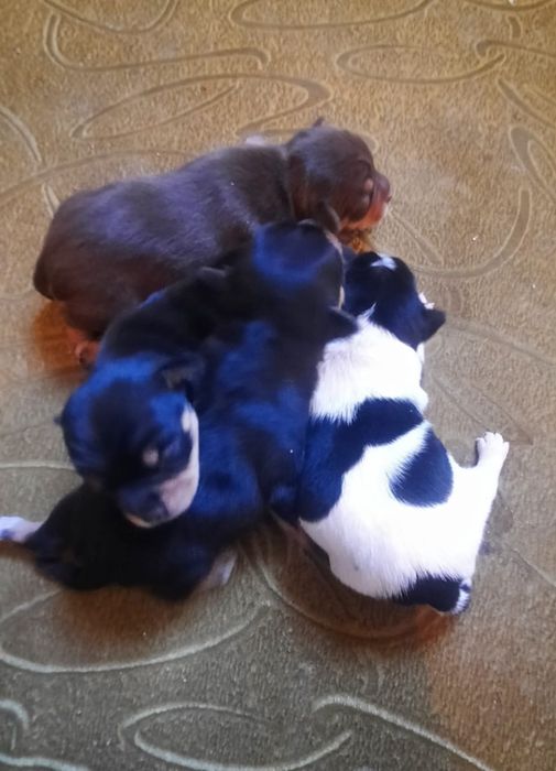 Продаются Чудики Мини Той Терьеры