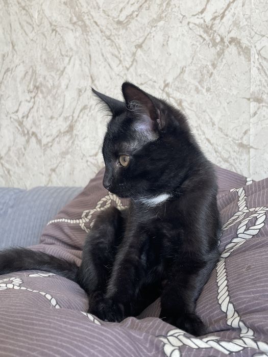 Котенок ищет дом и любящих хозяев