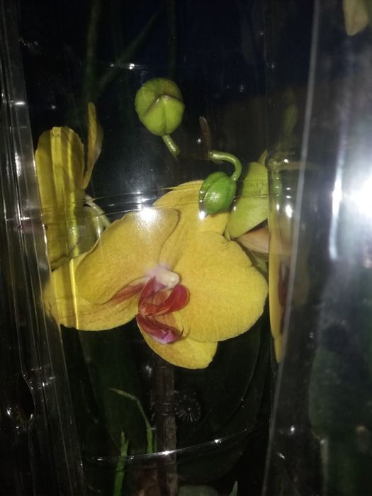 Цветы Архидея продам