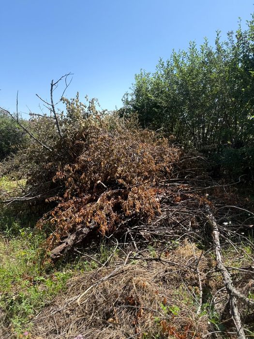 Отдам дрова бесплатно