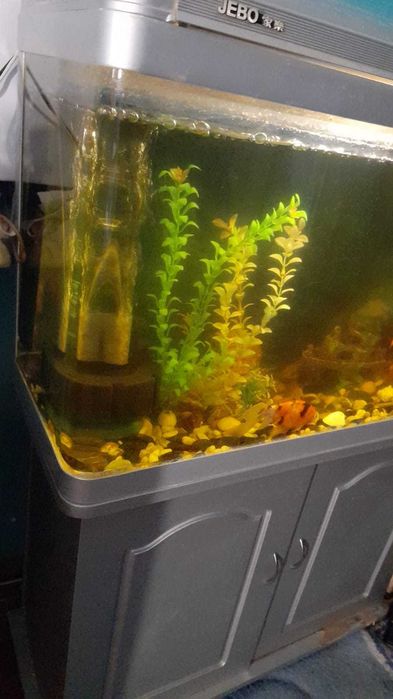 Аквариум домашний