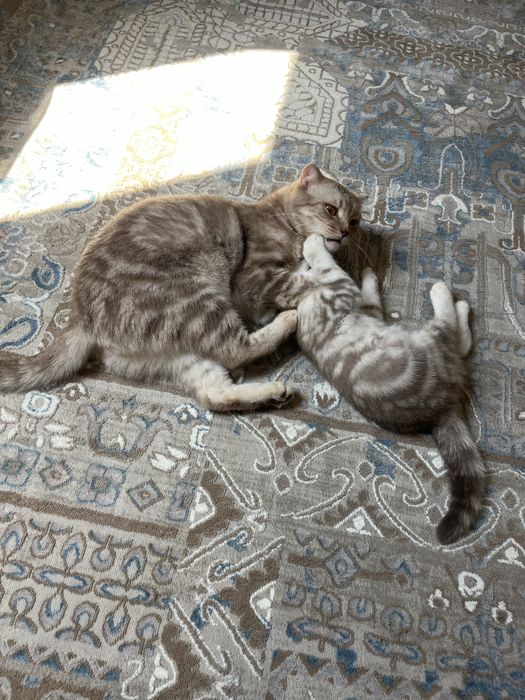 Шотландская прямоухая