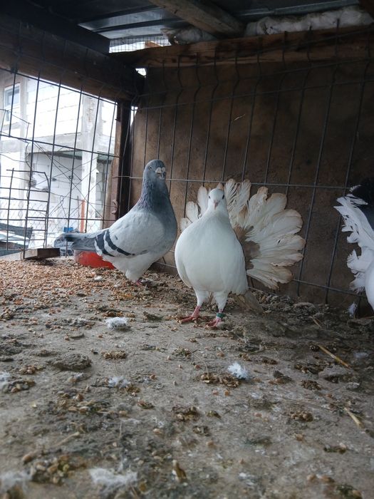 Vand porumbei diferite rase ,sau schimb cu gaini cochinchina pitic.