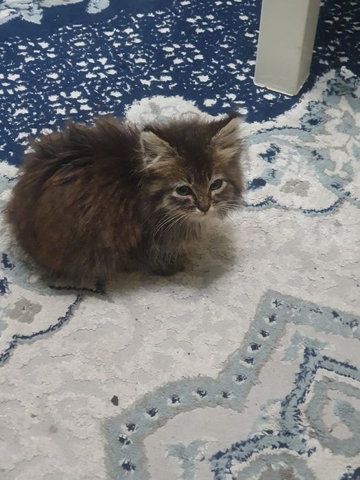 Срочно отдадим котёнка