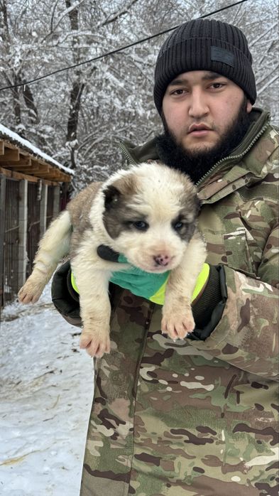 Продам Алабая щенка срочно!