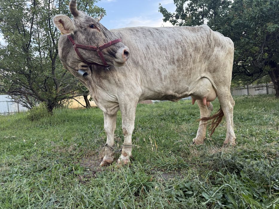 Алатауская дойная Корова