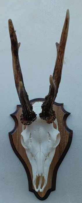 Трофей от сръндак.Рога