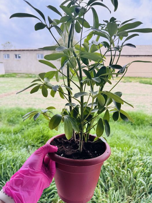 Комнатные цветы болме гулдери