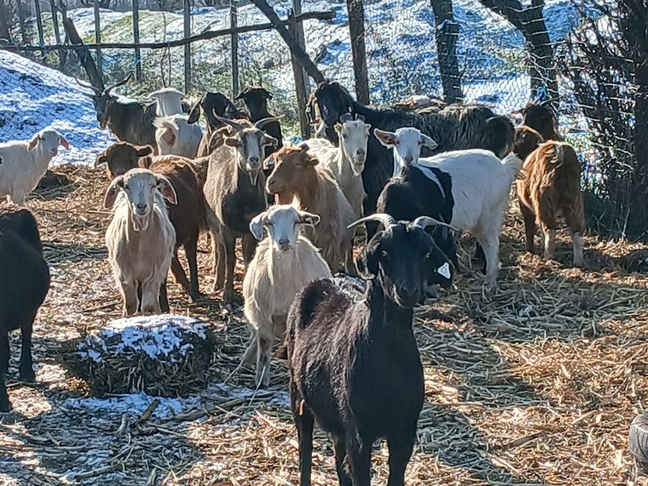 Vand capre tinere și oi carabase