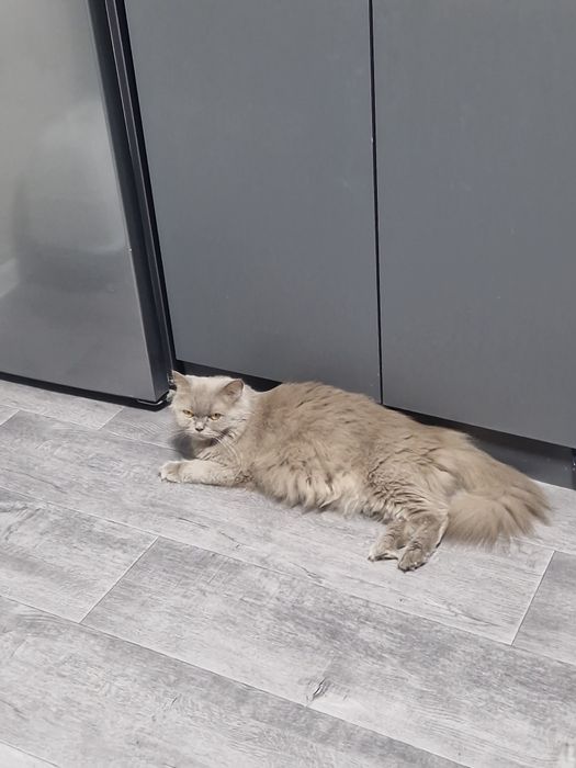 В Бронь шотландские котята