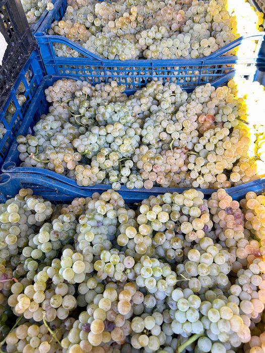 Must Ottonel, Hamburg