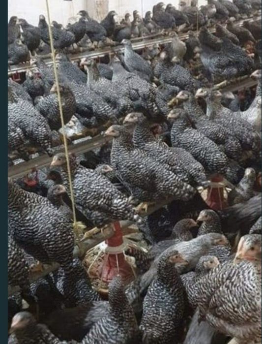 Vindem Pui rasa mixta și Albi de carne