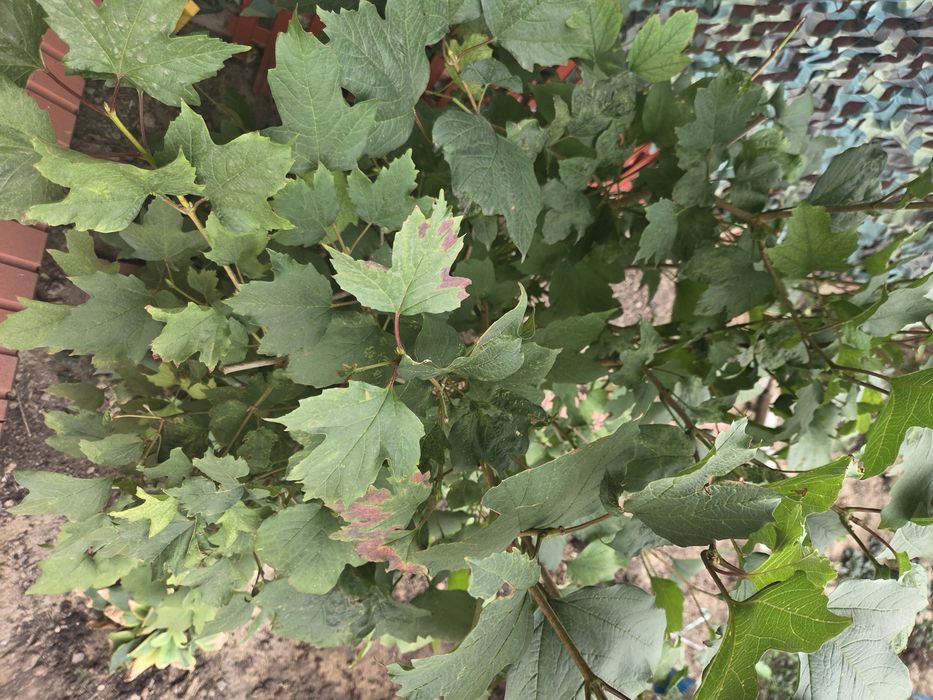 Продам кусты калины красной