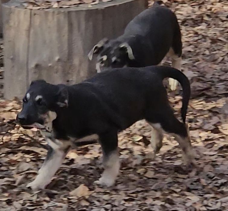 Щенки ВЕО 2,5 месяца