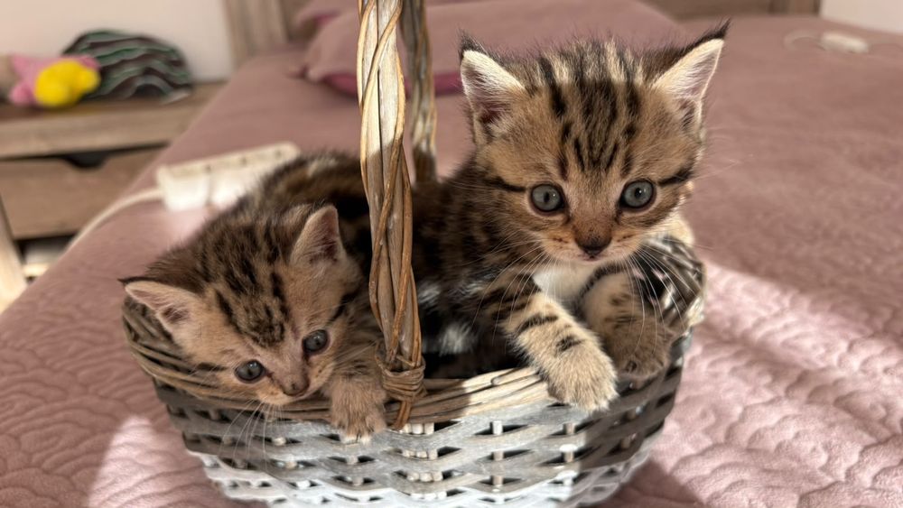 Продажа Котят британцев