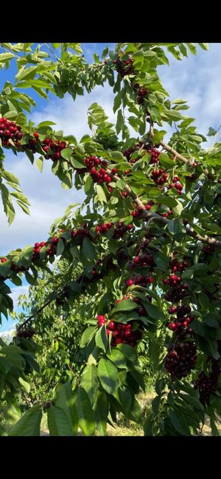 Pruni.Visini.Cires.Aluni.Cais.Migdal.Mur.Zmeur.Afin.Aronia.Castan.Tei