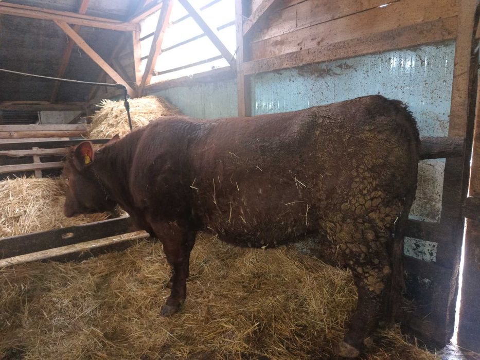 Vand un taur limuzine si o juninca metis angus