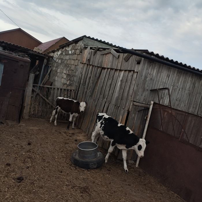 Продам телят 3-х месячные