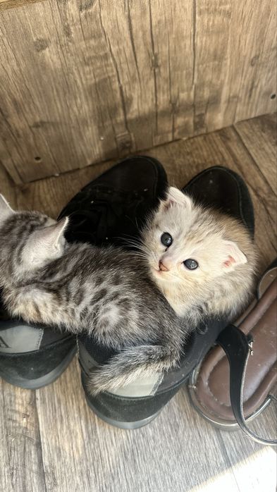 Котята полубенгалы