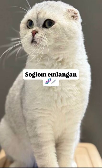 Шотландский скотиш фолд