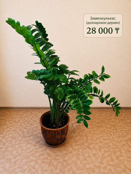 Продам денежное дерево