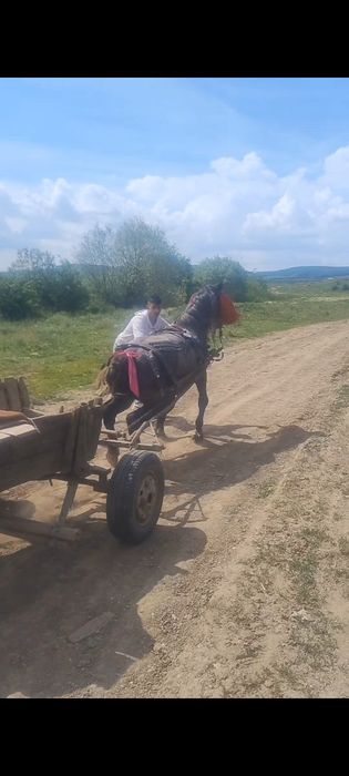 Vând sau schimb cu iapa armăsar de 3 ani garantat de ham