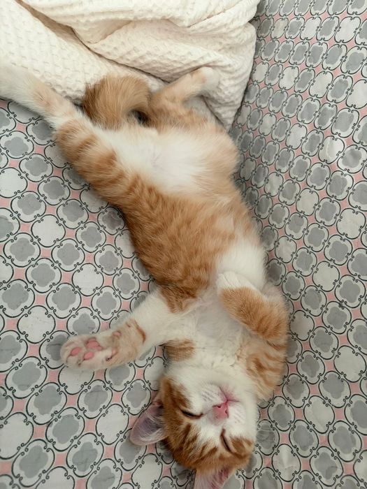 Бесплатно Срочно отдадим котенка