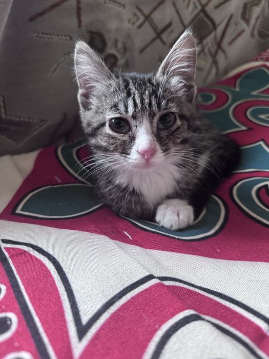 Отдам котёнка в добрые руки
