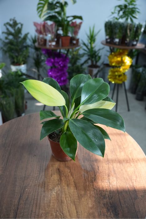 Филодендрон Вайт Конго