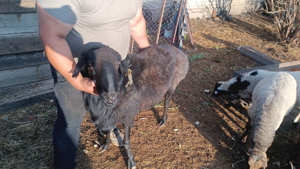 Продам кошкара !