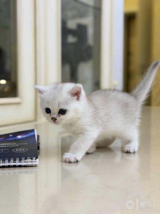 Продаются котята породы Голден Шиншилла и Шотландская