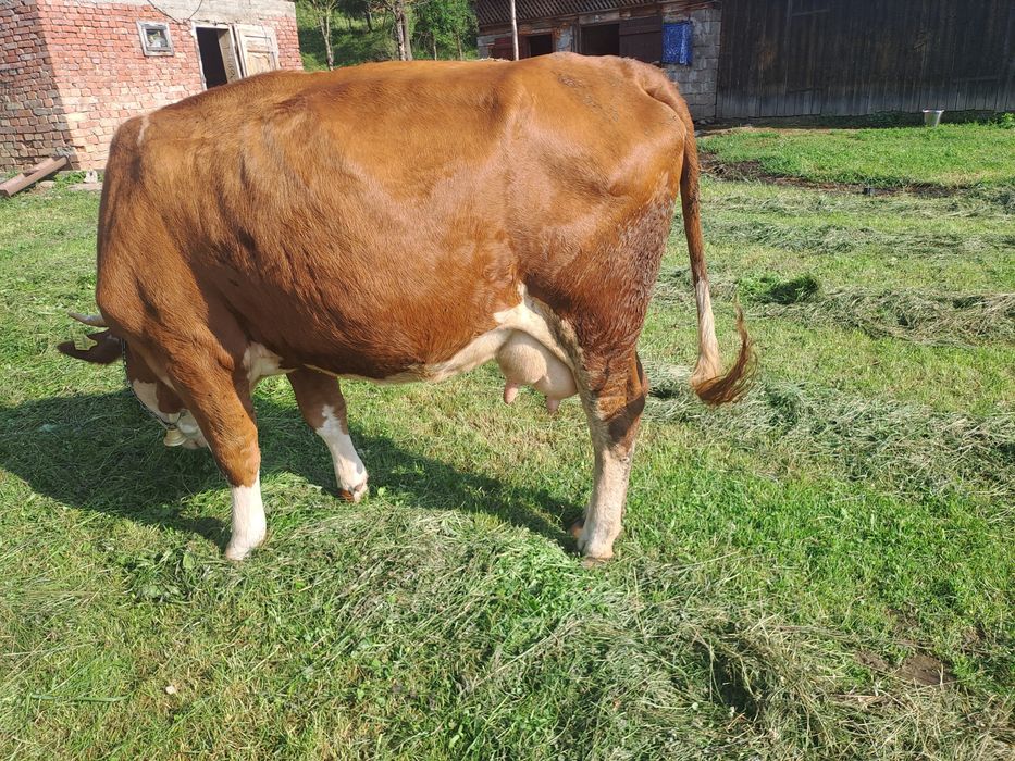 Vaca cu lapte la prima fatare