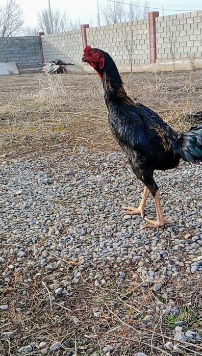 Байцовый қораз сатылады