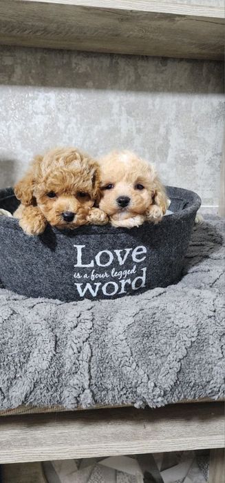 Щенки мальтипу